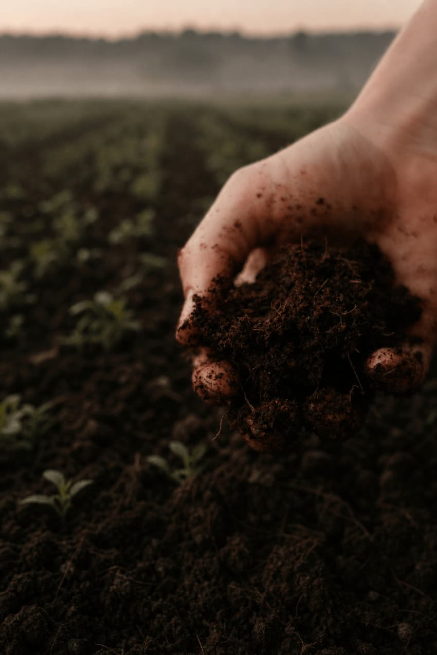 Hand holding rich dark soil with roots on a regenerative farm field — Emogine's commitment to soil health and regenerative agriculture