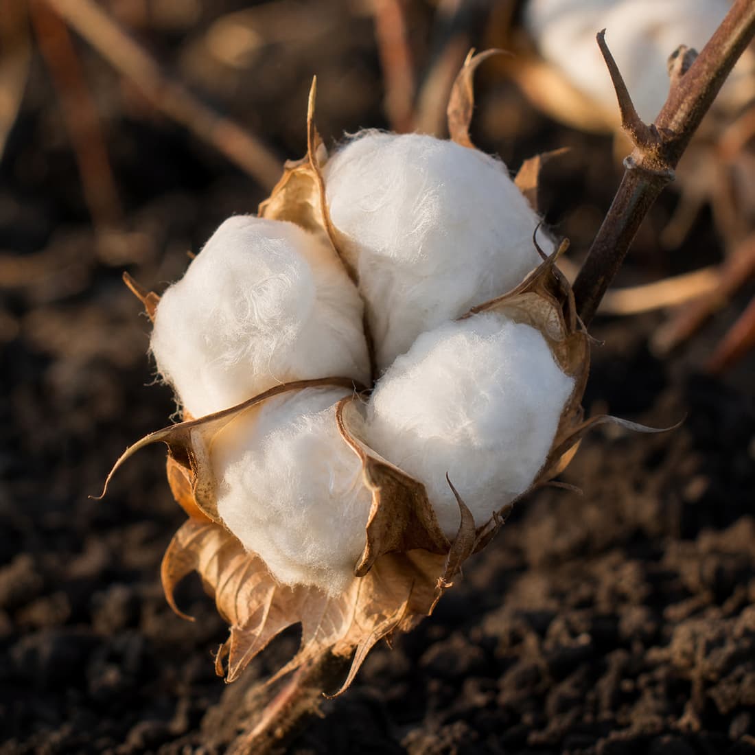 Organic cotton boll growing in dark healthy soil — the raw material behind Emogine's GOTS-certified organic cotton t-shirts